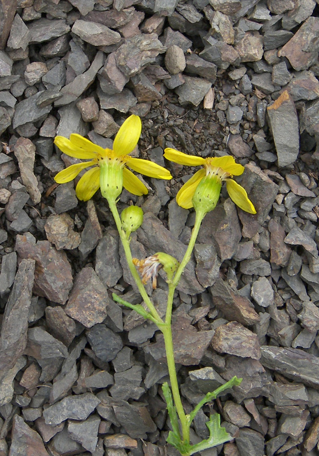 Image of Senecio vernalis specimen.