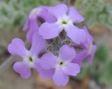 Matthiola tricuspidata