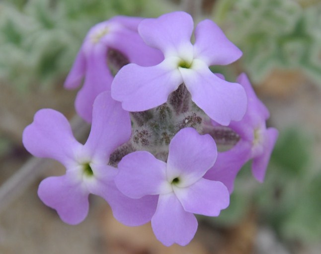 Image of Matthiola tricuspidata specimen.