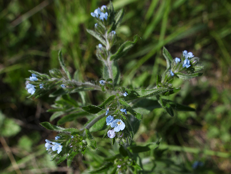Image of Lappula squarrosa specimen.