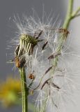 Senecio inaequidens