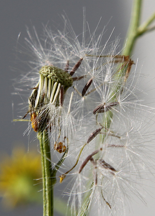 Изображение особи Senecio inaequidens.