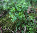 Euphorbia peplus