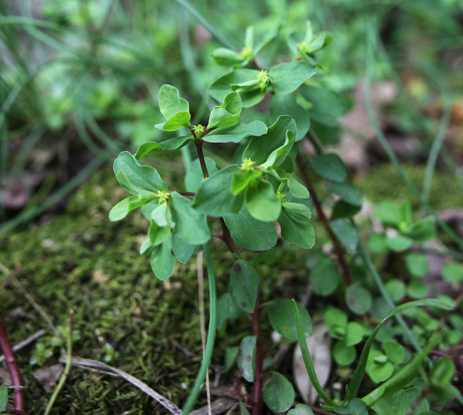 Изображение особи Euphorbia peplus.