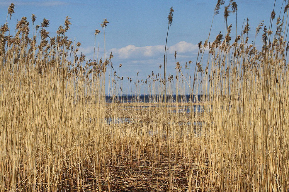 Изображение особи Phragmites australis.