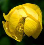 Trollius europaeus. Цветок с сидящей внутри мухой. Подмосковье, окр. г. Звенигорода, смешанный лес. Конец мая 2012 г.