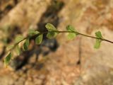 Asplenium &times; heufleri