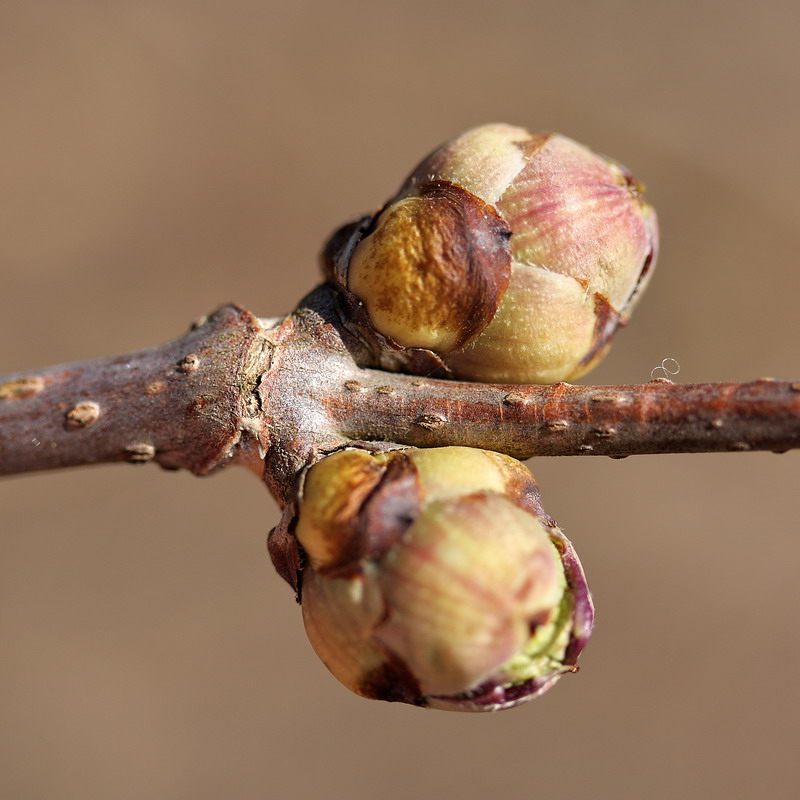 Image of Sambucus racemosa specimen.
