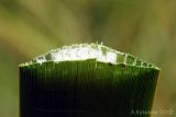 Typha × glauca. Лист в разрезе. Ростовская обл., Неклиновский р-н, Большенеклиновское с/п, дол. р. Сарматская, берег реки. 22.08.2012.