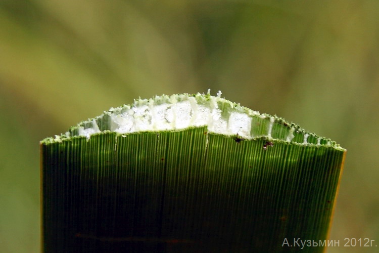 Image of Typha &times; glauca specimen.