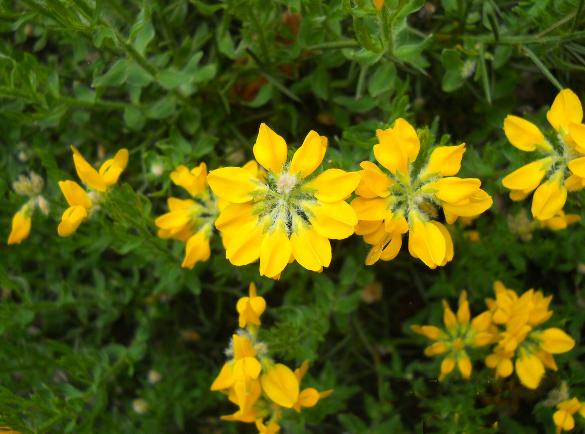 Image of Genista hispanica specimen.