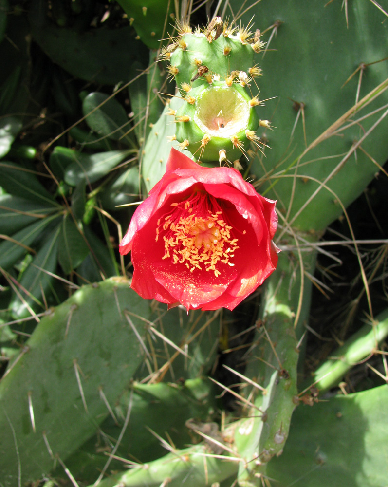 Изображение особи Opuntia bergeriana.