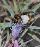 Carthamus tenuis. Соцветие с самкой Lasioglossum nigripes pharaonis. Israel, Mount Carmel. 19.08.2011.