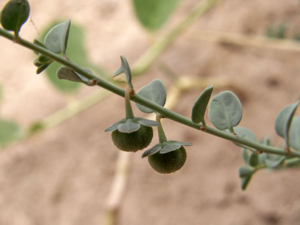 Image of Andrachne rotundifolia specimen.