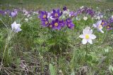 Pulsatilla multifida