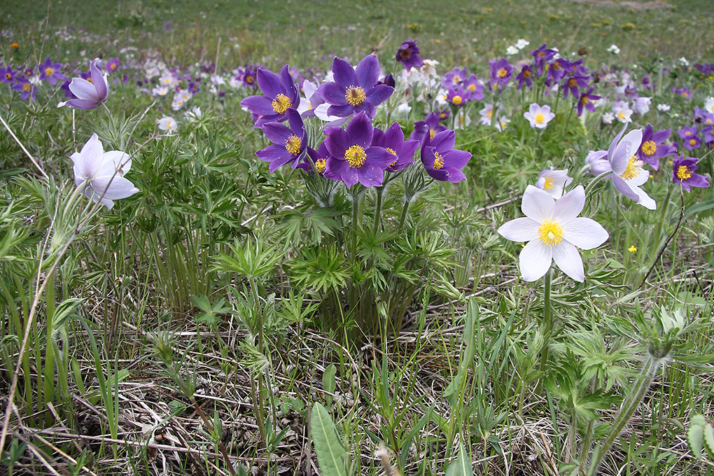 Изображение особи Pulsatilla multifida.