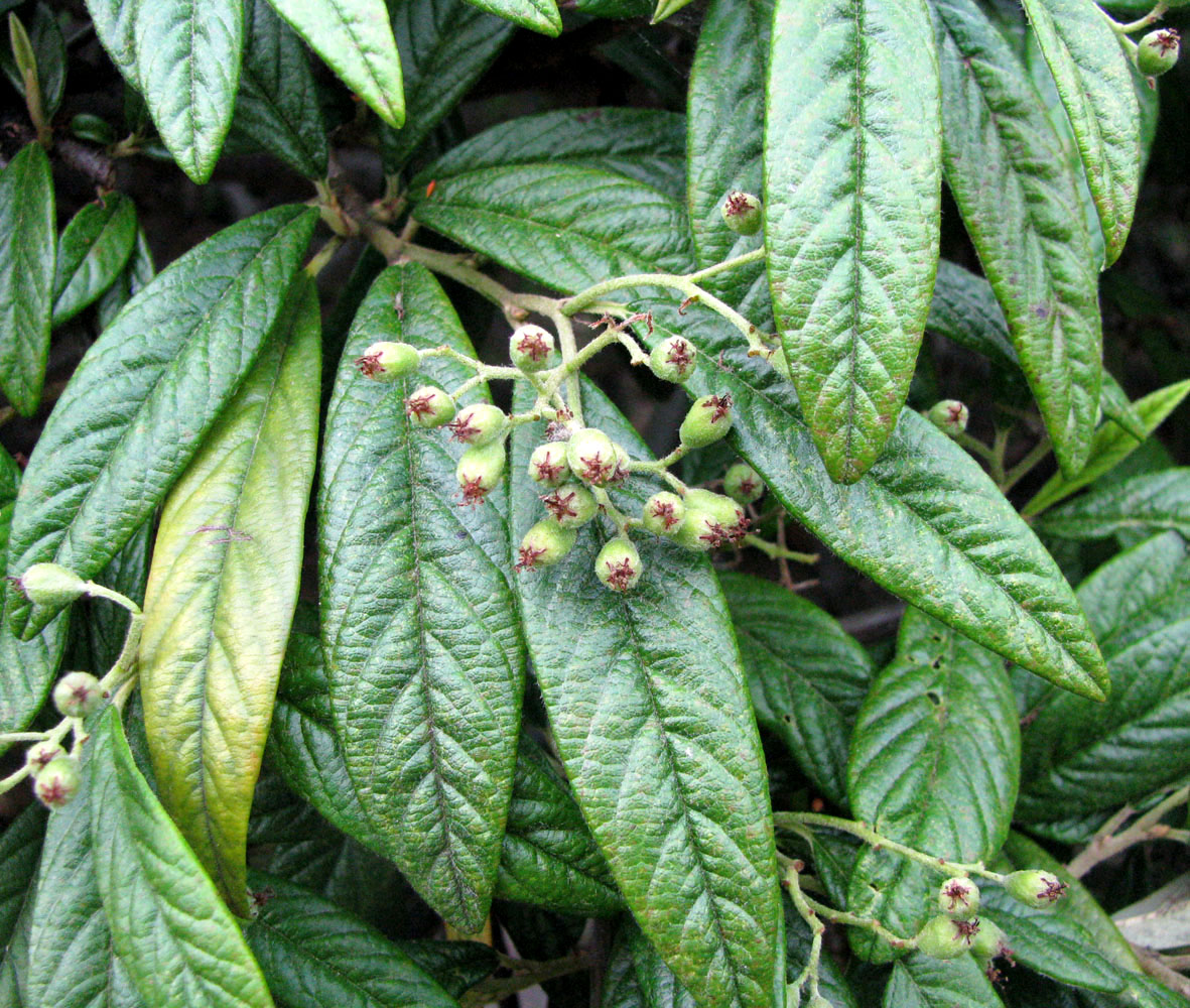 Изображение особи Cotoneaster salicifolius.