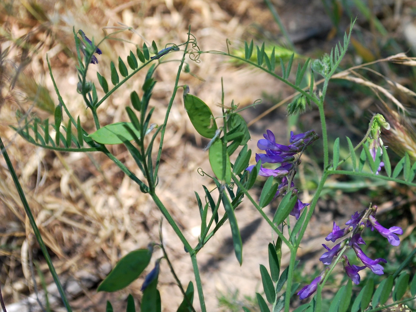 Изображение особи Vicia tenuifolia.