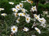 Leucanthemum maximum. Верхушки цветущих растений. Испания, автономное сообщество Андалусия, провинция Гранада, комарка Вега-де-Гранада, г. Гранада, Альгамбра. 13.07.2012.