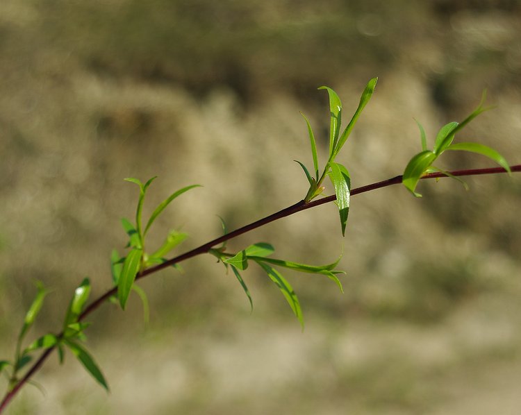 Image of Salix acutifolia specimen.