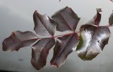 Mahonia aquifolium. Верхняя часть сложного листа с листочками в тёмной окраске. Германия, г. Кемпен, у прогулочной дорожки на солнечной стороне. 09.02.2013.