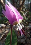 Erythronium sulevii