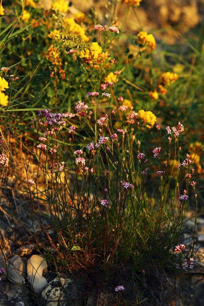 Image of Asperula diminuta specimen.