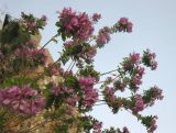 Polygala myrtifolia