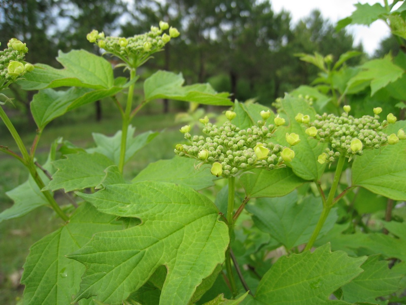 Изображение особи Viburnum opulus.