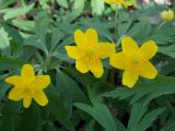 Anemone ranunculoides