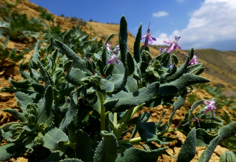 Image of Caccinia macranthera specimen.