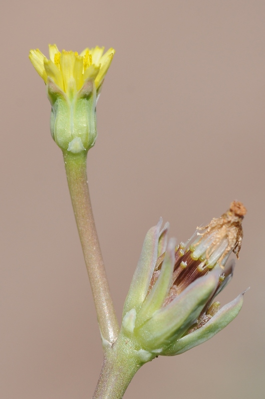 Изображение особи Heteracia szovitsii.