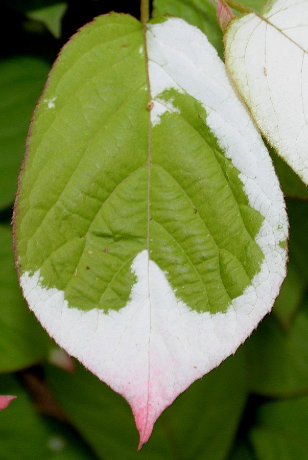 Изображение особи Actinidia kolomikta.