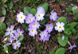 Primula vulgaris. Цветущее растение. Ставропольский край, г. Кисловодск, территория санатория им. Горького. 04.04.2013.