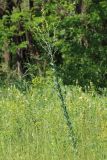 Linaria genistifolia. Цветущее растение. Ростовская обл., Неклиновский р-н, Носовское с/п, балка Камышовая. 11.06.2013.