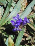 Lagotis korolkowii
