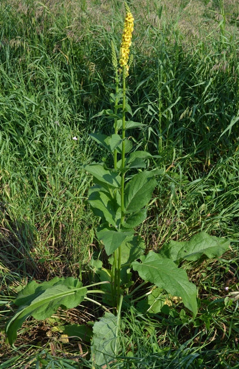 Изображение особи Verbascum nigrum.