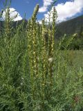 Myricaria bracteata