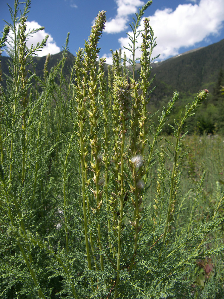 Изображение особи Myricaria bracteata.