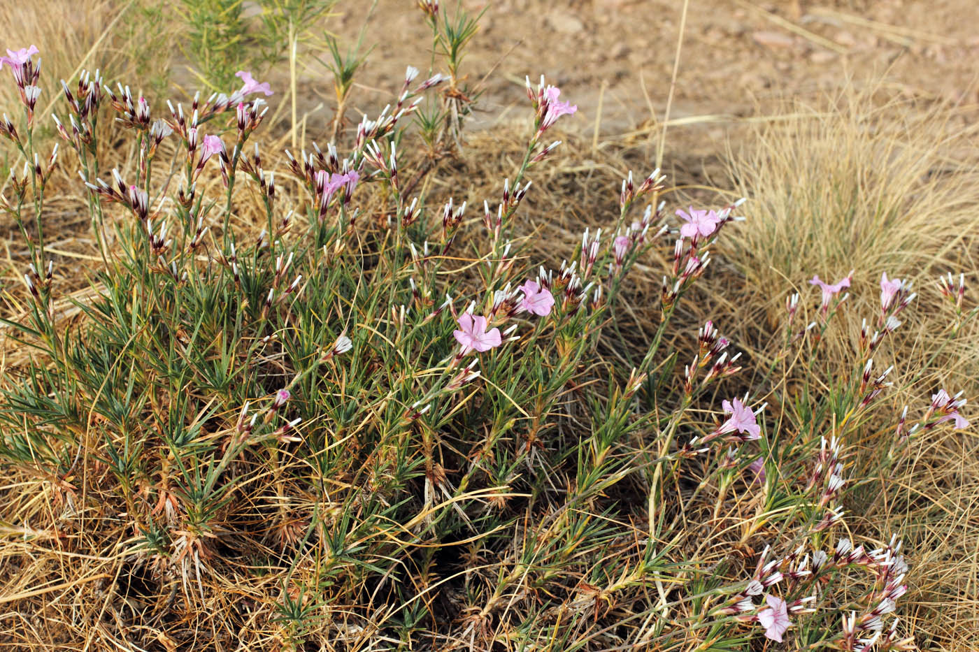 Image of Acantholimon alberti specimen.