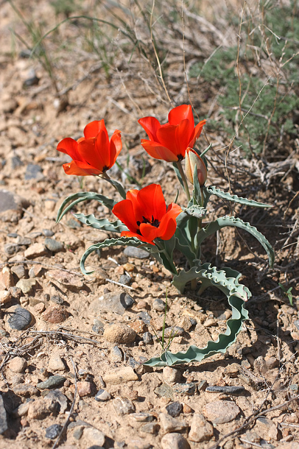 Image of Tulipa borszczowii specimen.