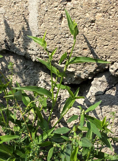 Image of Commelina communis specimen.