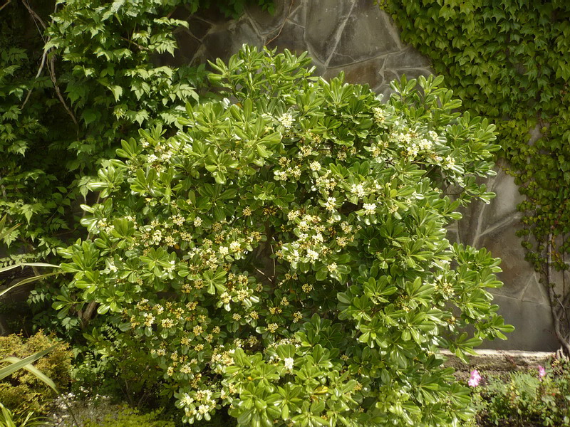 Image of Pittosporum podocarpum specimen.