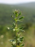 Galium humifusum