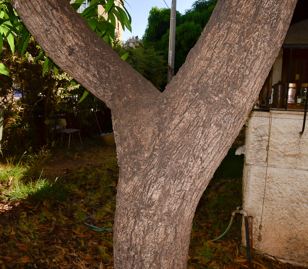 Image of Mangifera indica  specimen.