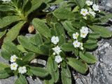 Trigonocaryum involucratum