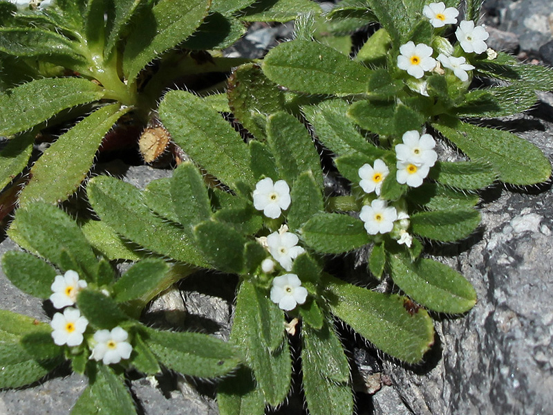 Изображение особи Trigonocaryum involucratum.