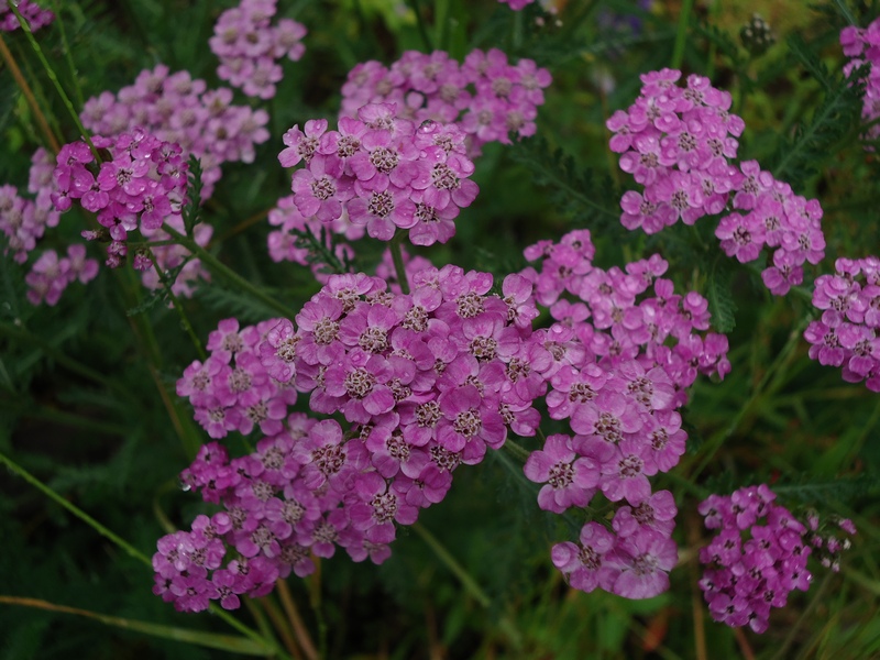 Image of Achillea nigrescens specimen.