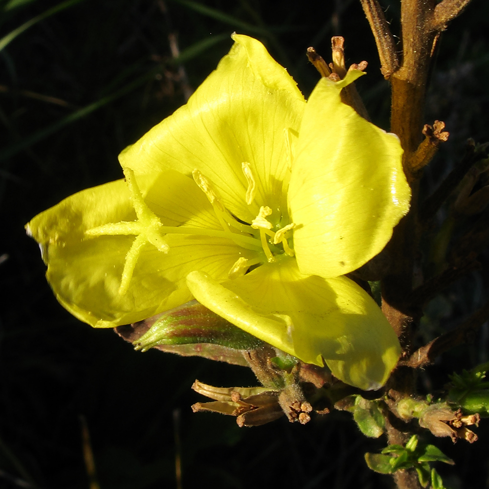 Изображение особи Oenothera glazioviana.