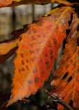 Quercus crispula